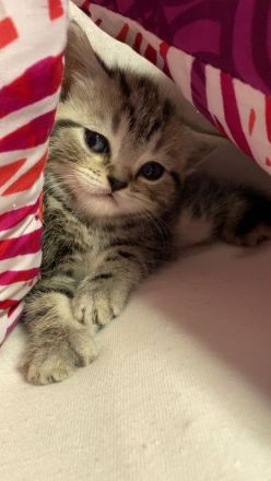 Reinrassige BKH kitten in Tabby