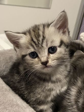 Reinrassige BKH kitten in Tabby