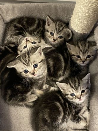 Reinrassige BKH kitten in Tabby