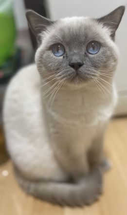 Reinrassige BKH kitten in Tabby