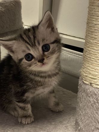 Reinrassige BKH kitten in Tabby