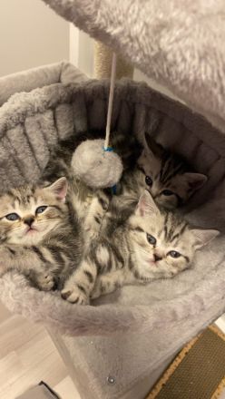 Reinrassige BKH kitten in Tabby