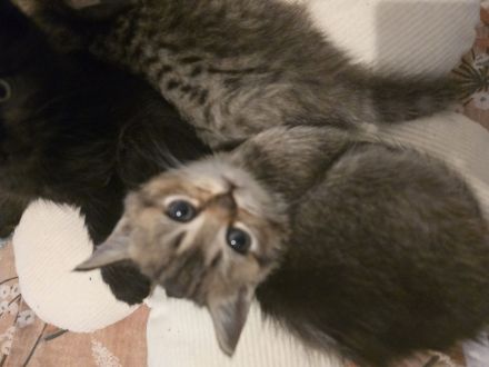 Bezaubernde bkh Kitten