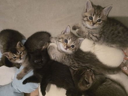 Bezaubernde bkh Kitten