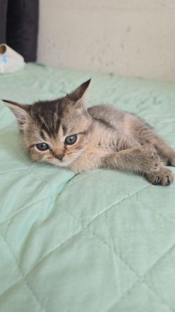 Bezaubernde bkh Kitten