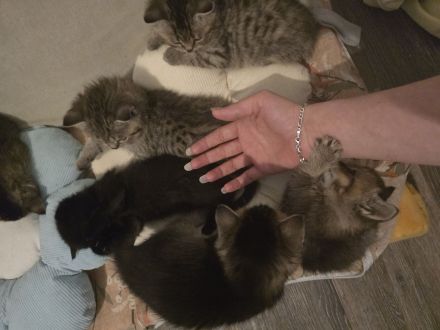 Bezaubernde bkh Kitten