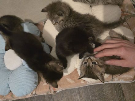 Bezaubernde bkh Kitten