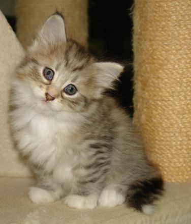 Norwegische Waldkatze
