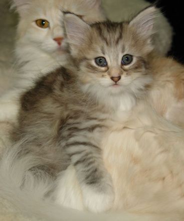 Norwegische Waldkatze