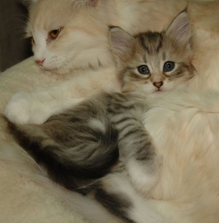 Norwegische Waldkatze