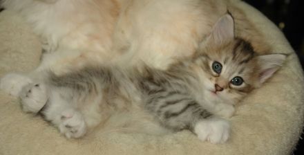 Norwegische Waldkatze