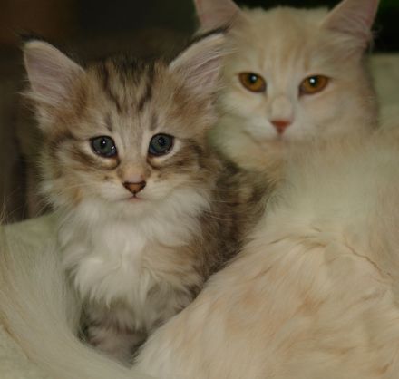 Norwegische Waldkatze