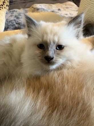 Birma kitten