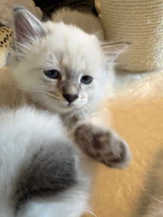 Birma kitten