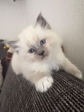 Birma kitten