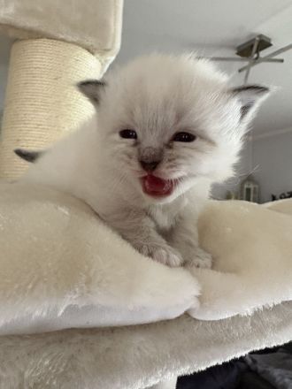 Birma kitten