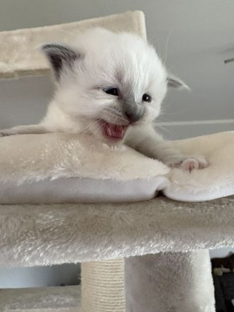 Birma kitten