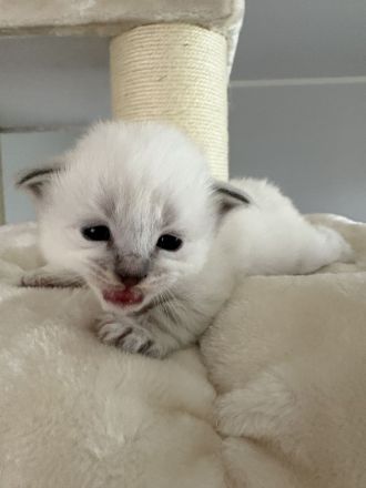 Birma kitten