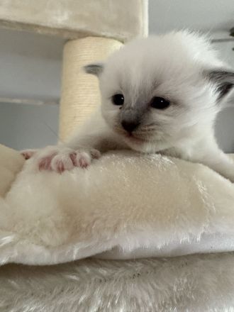 Birma kitten