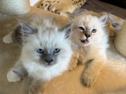 Birma kitten