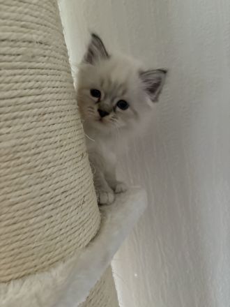 Birma kitten