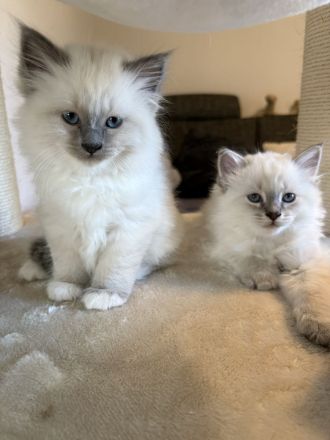Birma kitten
