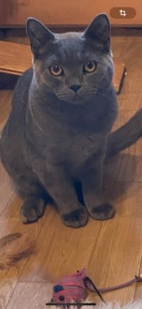 Reinrassiger BKH Kater.