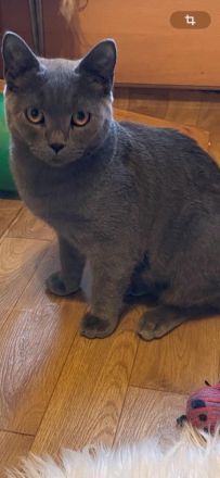 Reinrassiger BKH Kater.