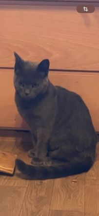 Reinrassiger BKH Kater.