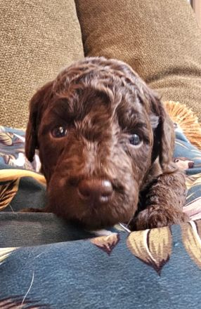 Labradoodle Welpen F1b