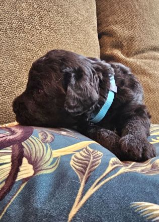 Labradoodle Welpen F1b