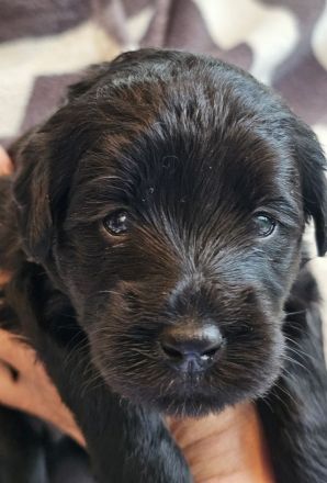 Labradoodle Welpen F1b