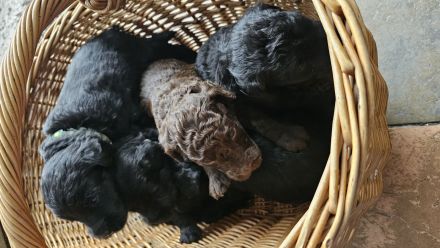 Labradoodle Welpen F1b