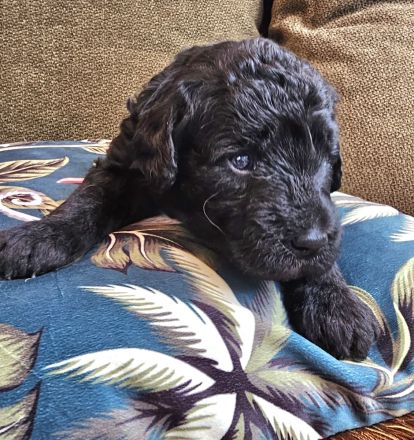 Labradoodle Welpen F1b