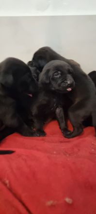 Schwarz und Braune Ridgeback