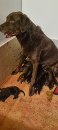 Schwarz und Braune Ridgeback