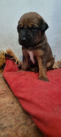 Schwarz und Braune Ridgeback