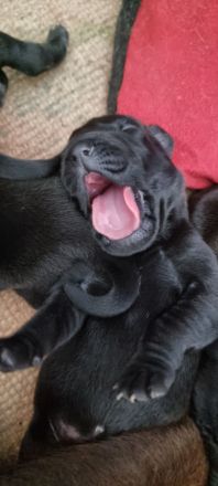 Schwarz und Braune Ridgeback