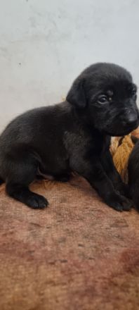 Schwarz und Braune Ridgeback