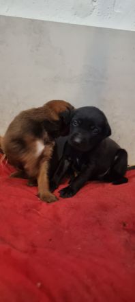 Schwarz und Braune Ridgeback