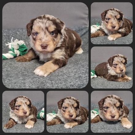 Aussiedoodle - Mini/Medium - bezaubernde Welpen in tollen Farben (keine Arbeitslinie).