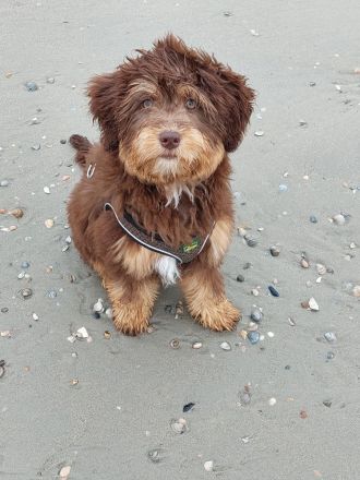 Aussiedoodle - Mini/Medium - bezaubernde Welpen in tollen Farben (keine Arbeitslinie).