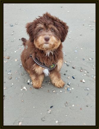 Aussiedoodle - Mini/Medium - bezaubernde Welpen in tollen Farben (keine Arbeitslinie).