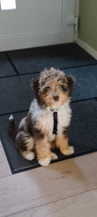 Aussiedoodle - Mini/Medium - bezaubernde Welpen in tollen Farben (keine Arbeitslinie).