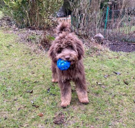 Aussiedoodle - Mini/Medium - bezaubernde Welpen in tollen Farben (keine Arbeitslinie).