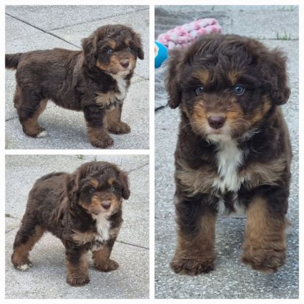 Aussiedoodle - Mini/Medium - bezaubernde Welpen in tollen Farben (keine Arbeitslinie).