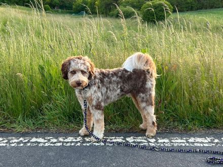 Aussiedoodle - Mini/Medium - bezaubernde Welpen in tollen Farben (keine Arbeitslinie).