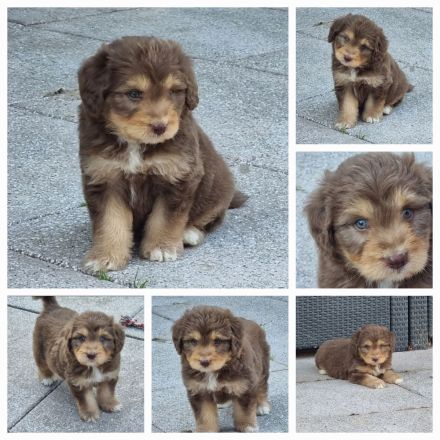 Aussiedoodle - Mini/Medium - bezaubernde Welpen in tollen Farben (keine Arbeitslinie).
