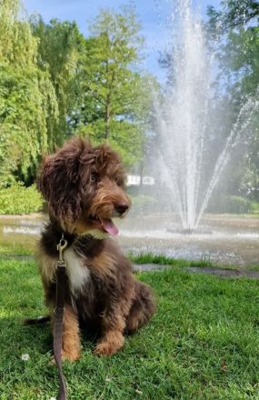 Aussiedoodle - Mini/Medium - bezaubernde Welpen in tollen Farben (keine Arbeitslinie).