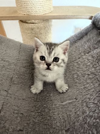 BKH Kitten